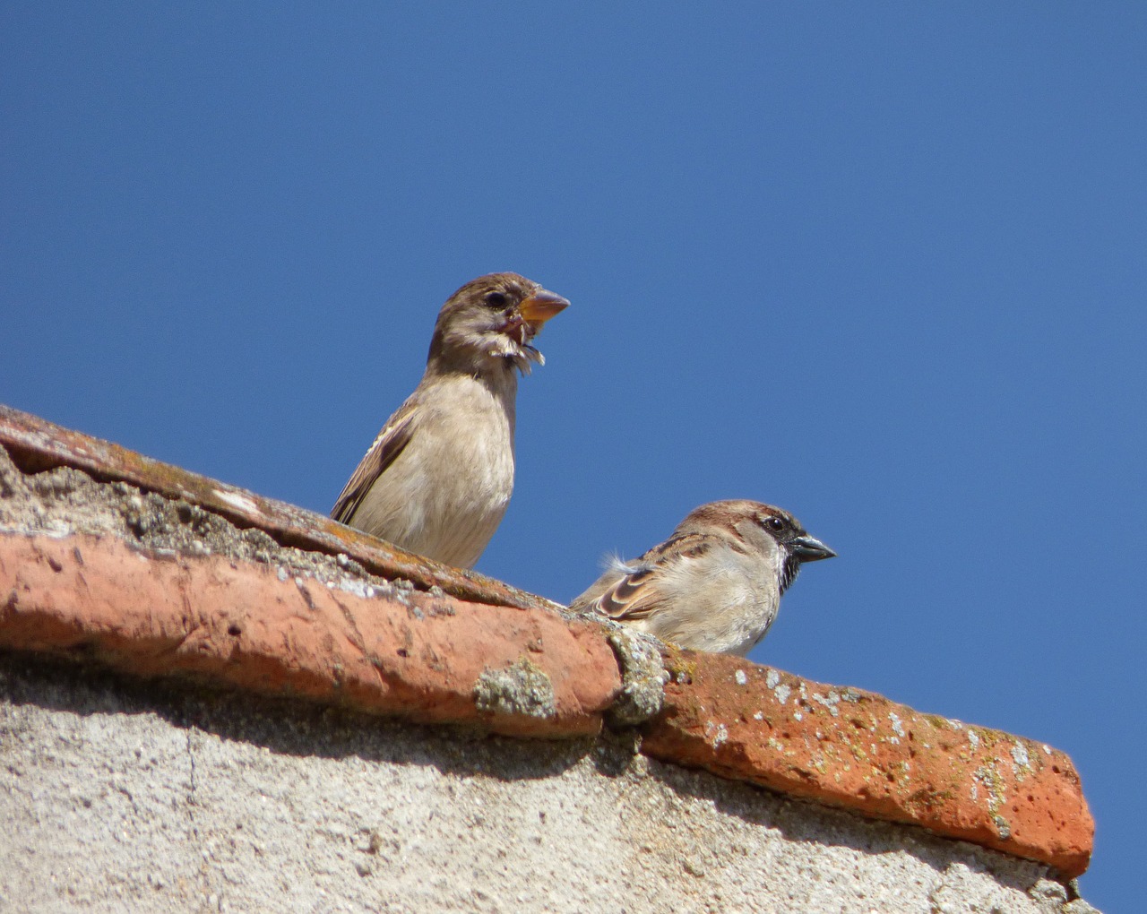 sparrows couple lookout free photo