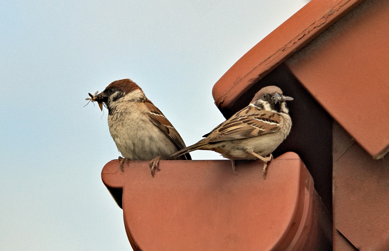 sparrows parents feeding free photo
