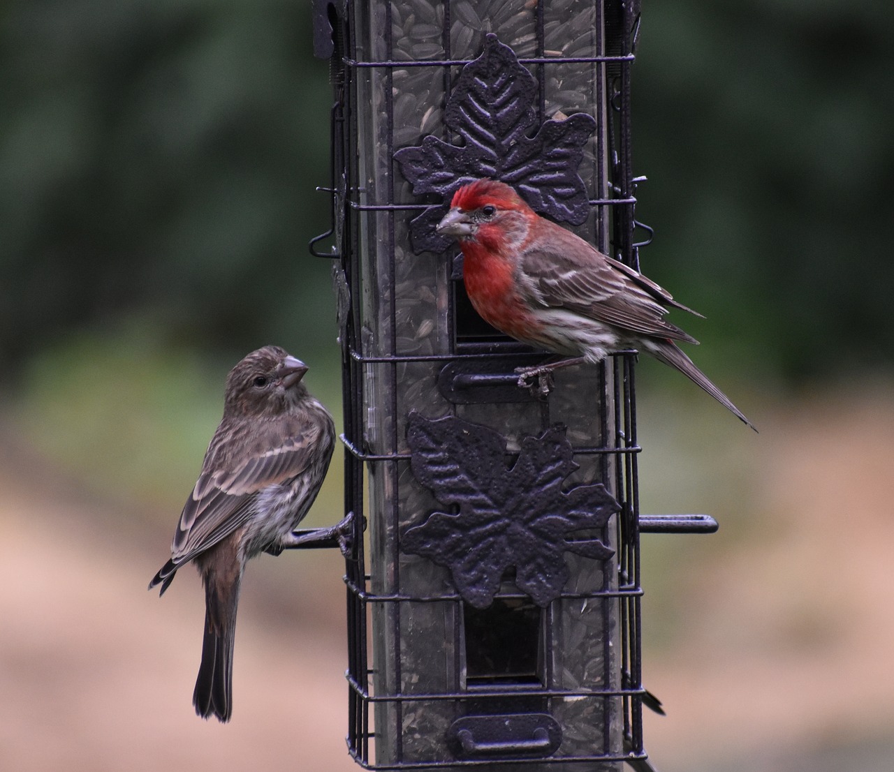 sparrows birds bird feeder free photo