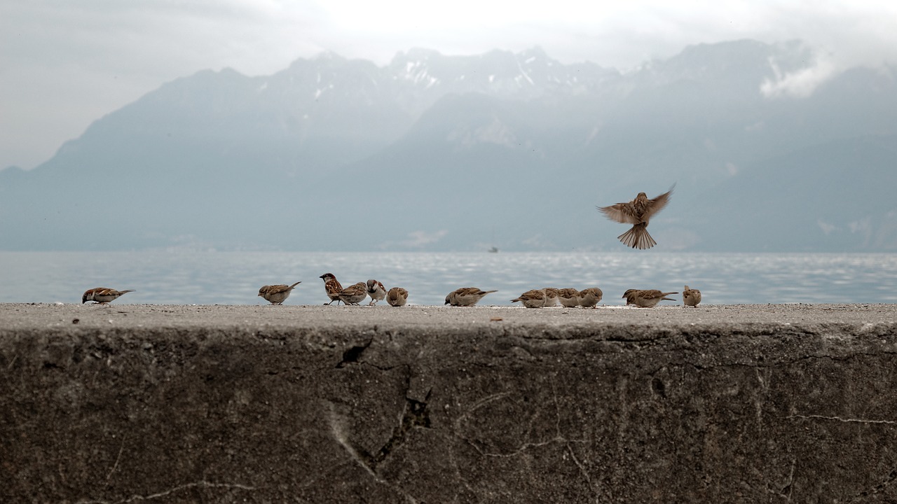 sparrows birds geneva free photo