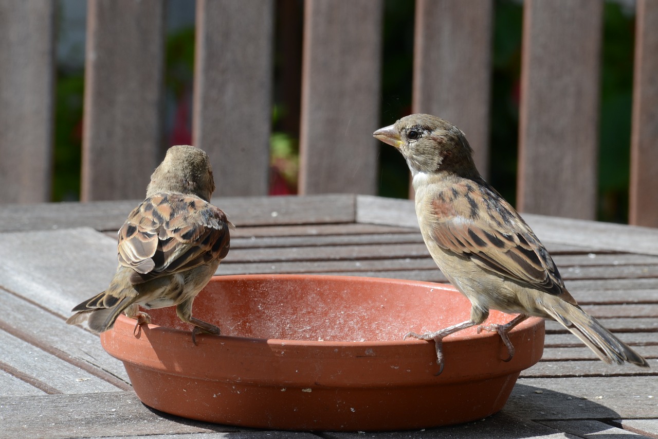 sparrows bird food free photo