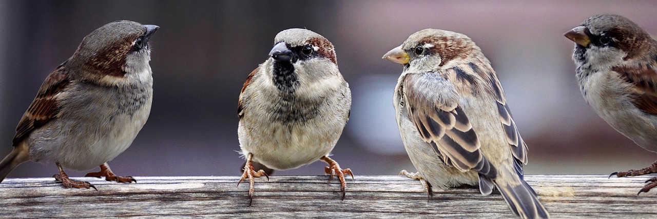 sparrows sparrows family birds free photo