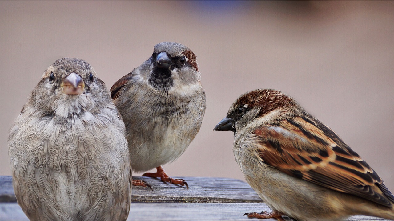 sparrows birds bird free photo