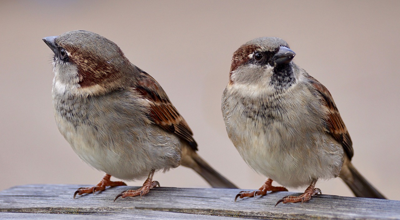 sparrows two birds free photo