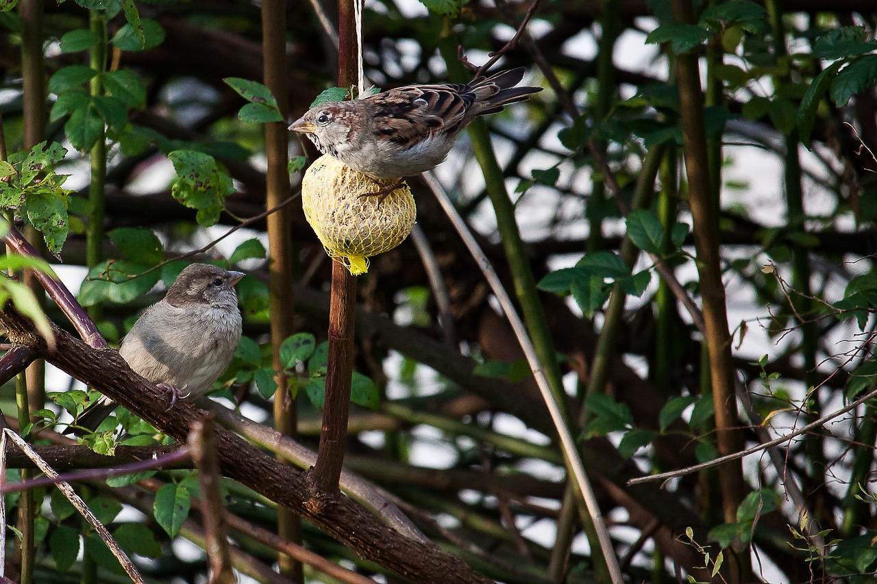 sparrows bird food free photo