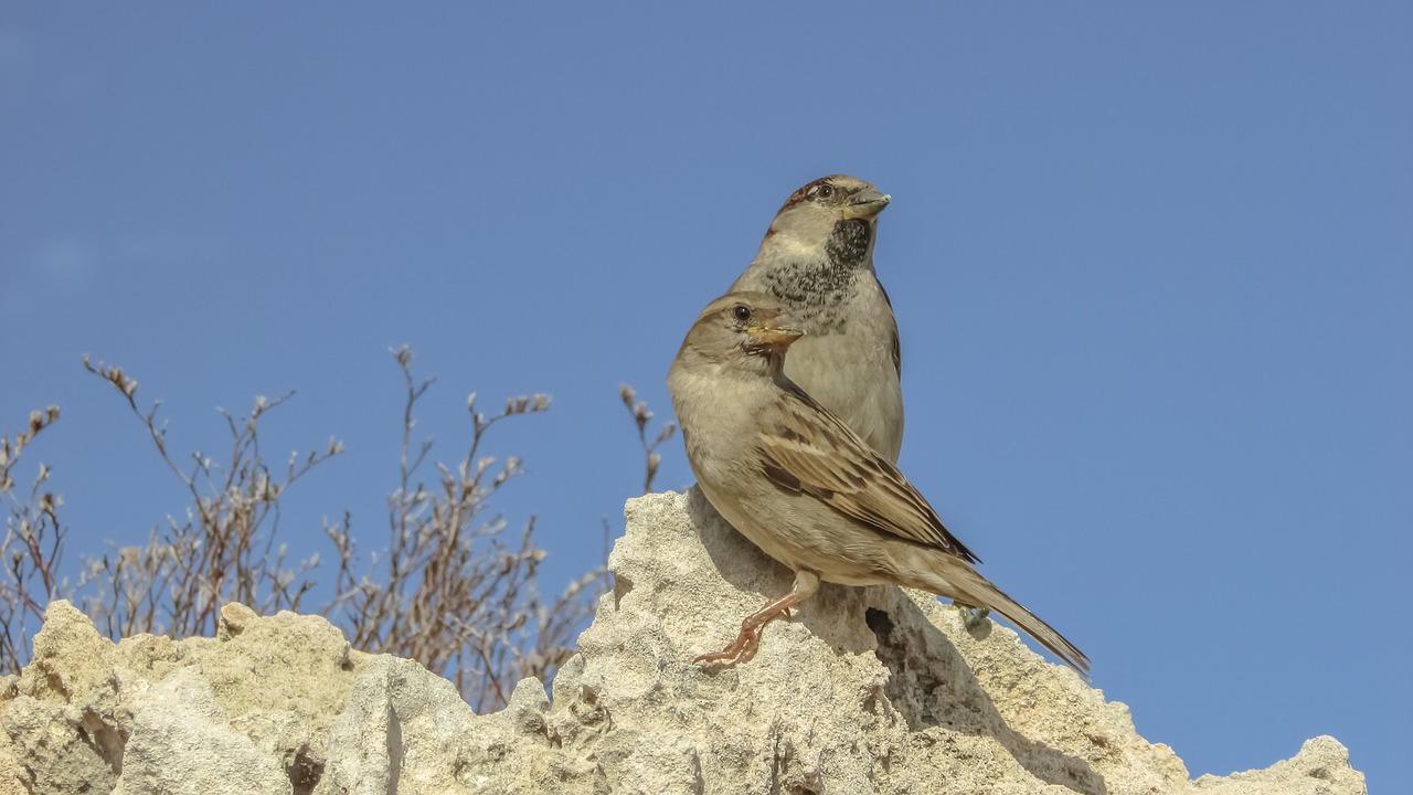 sparrows nature outdoors free photo