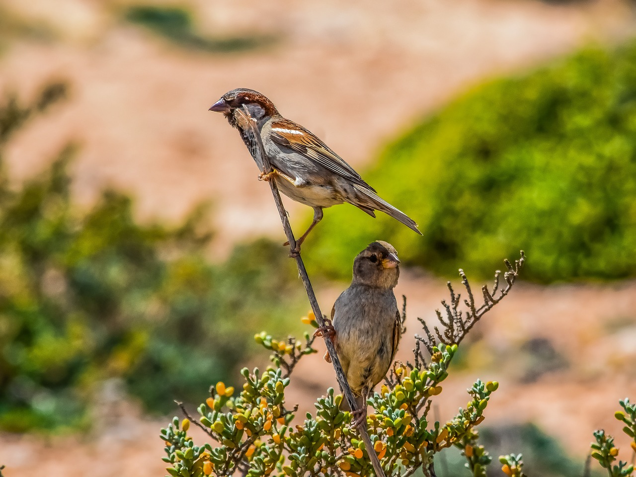 sparrows  nature  birds free photo