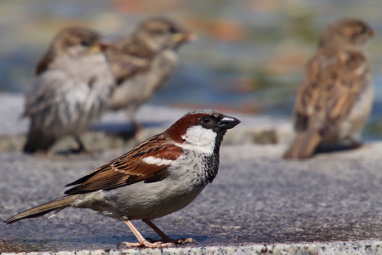sparrows  house sparrow  sperling free photo