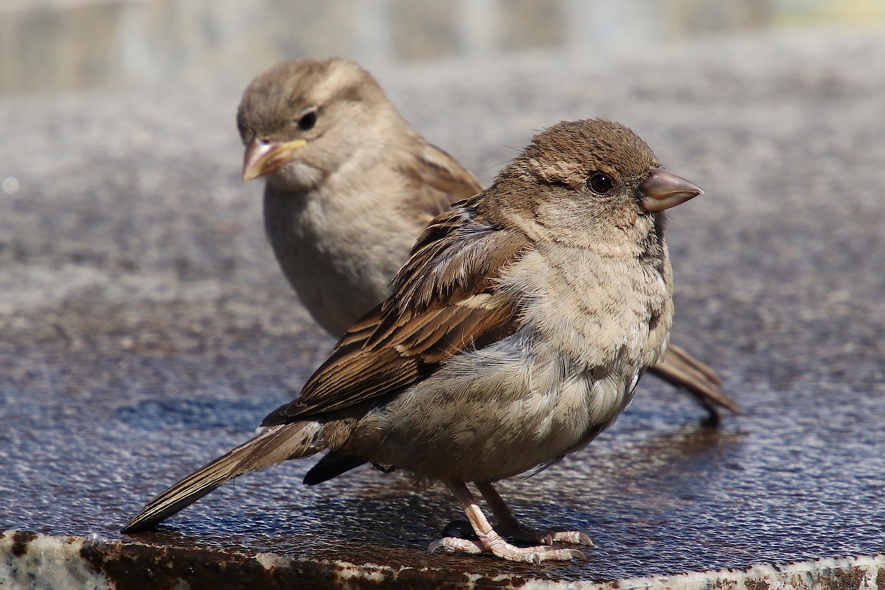 sparrows  house sparrow  sperling free photo