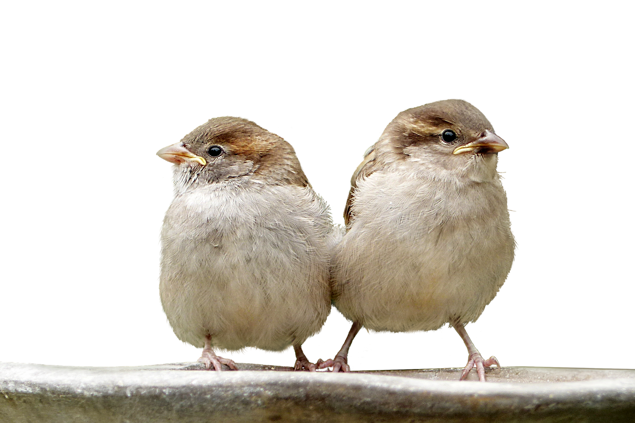 sparrows  birds  isolated free photo
