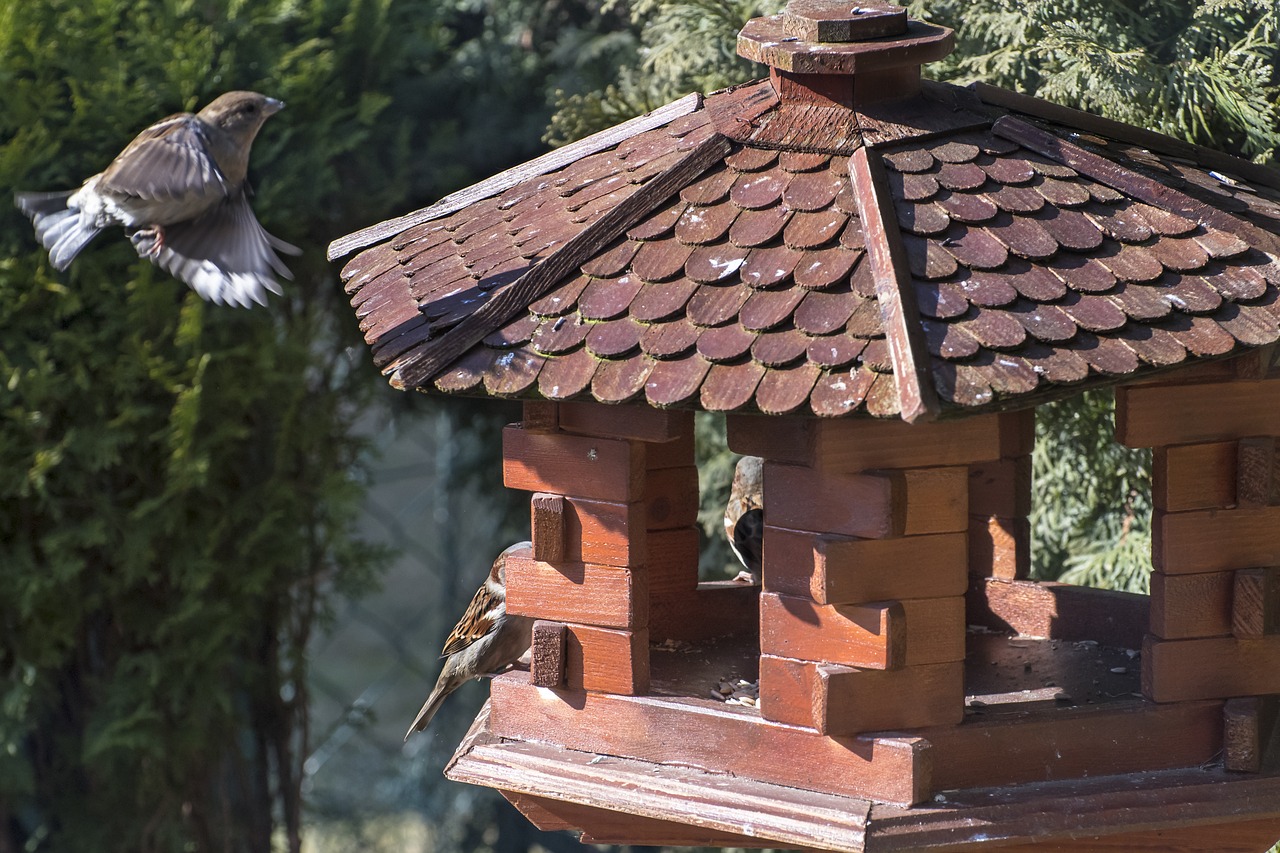 sparrows  bird  nature free photo