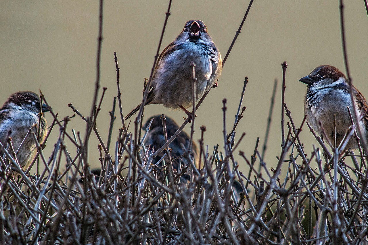 sparrows  sing  birds free photo