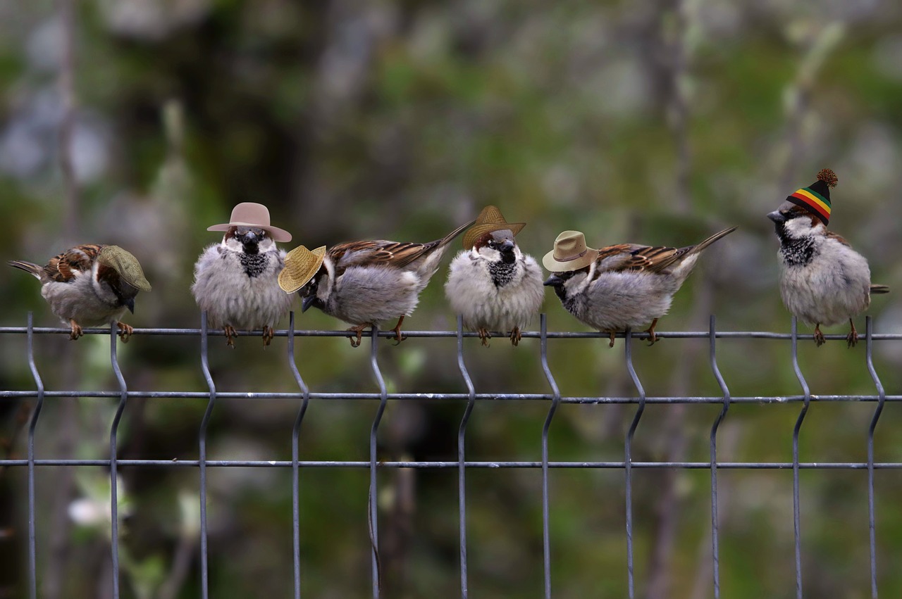 sparrows  hats  funny free photo