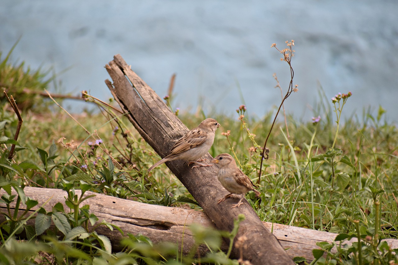 sparrows  sitting  bird free photo