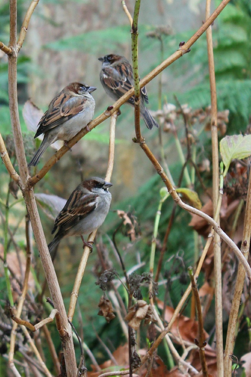 sparrows winter garden free photo