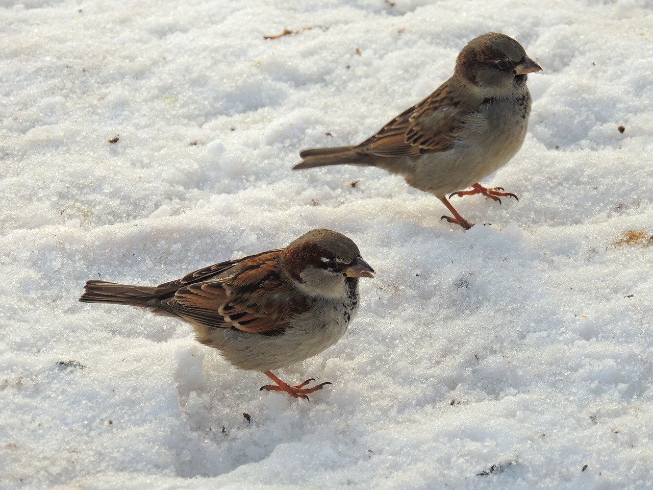 sparrows sparrow birds free photo
