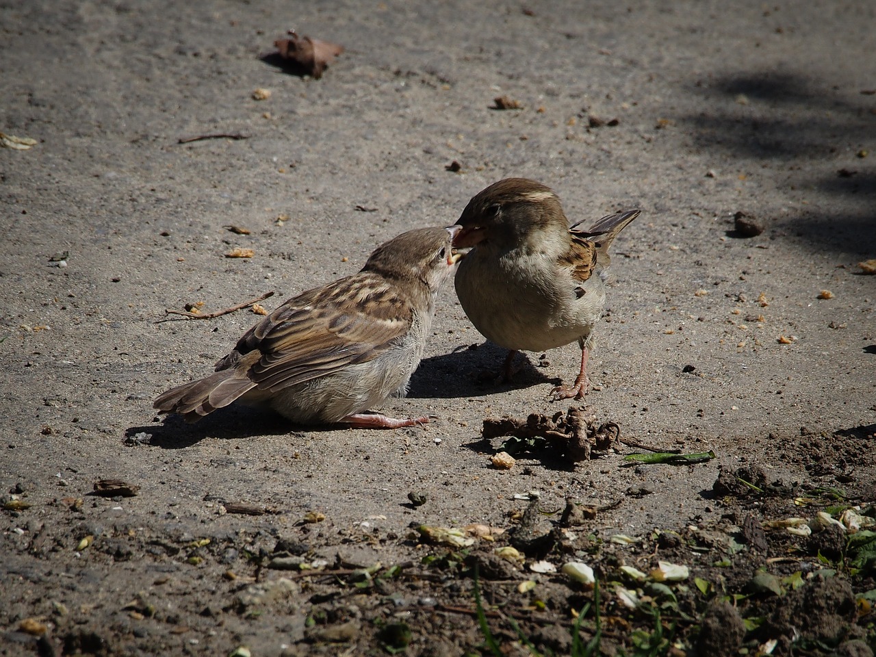 sparrows birds feed free photo