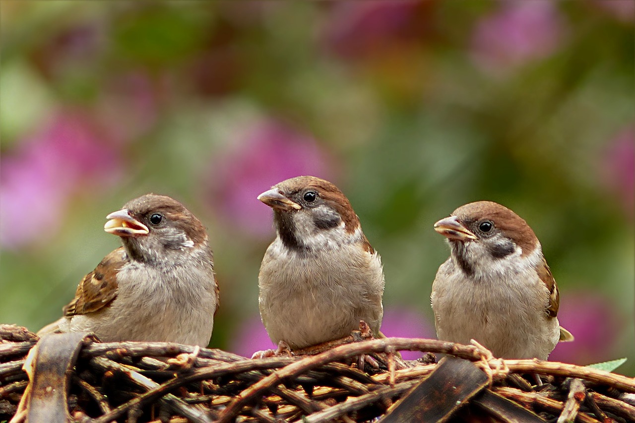 sparrows passer domesticus bird free photo
