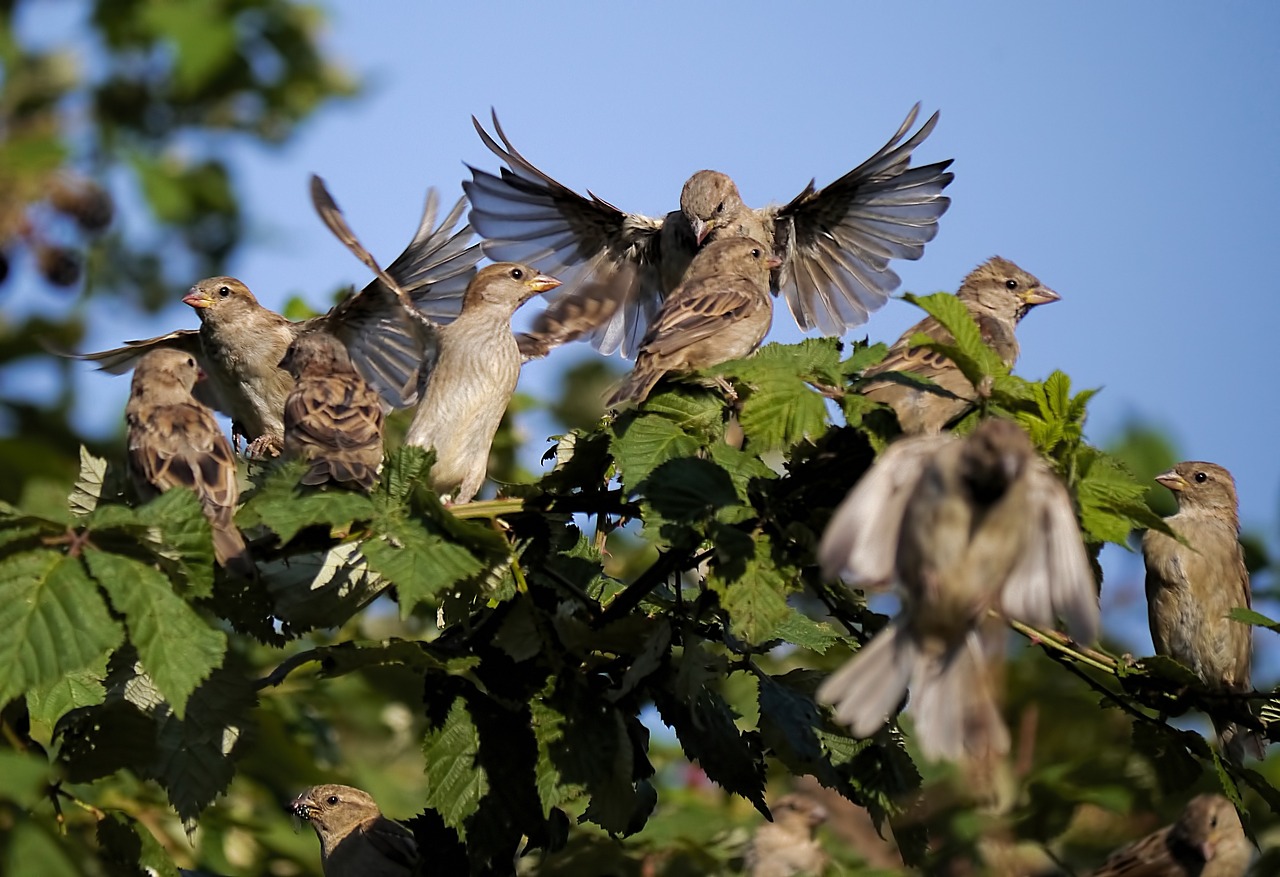 sparrows leadership group free photo