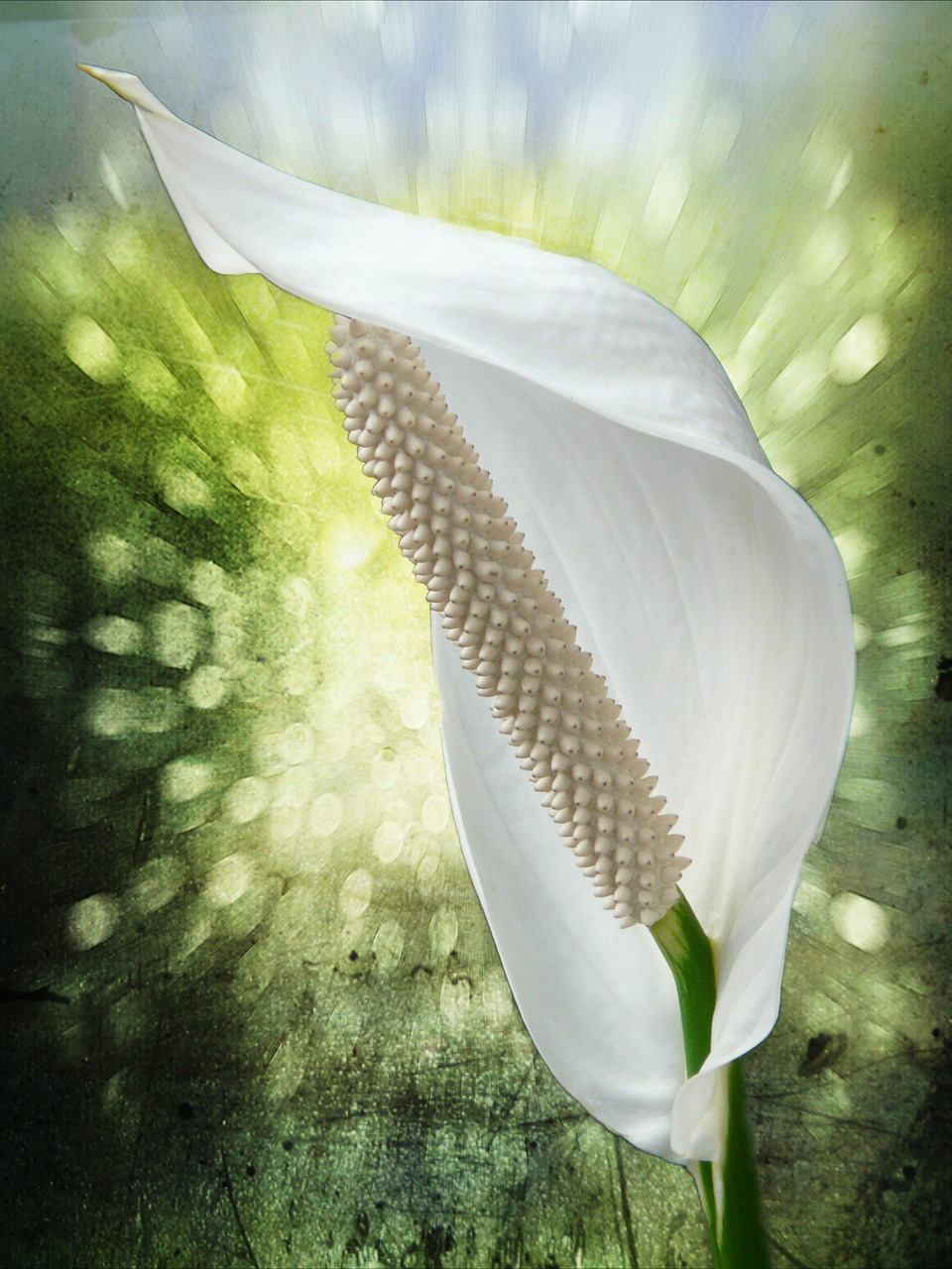 spathiphyllum flower white free photo
