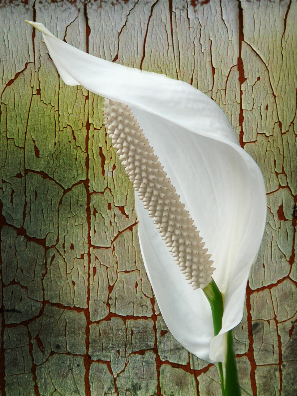 spathiphyllum flower white free photo