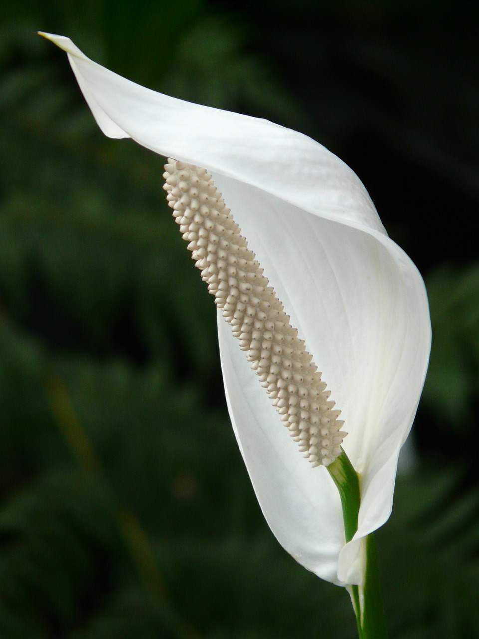 spathiphyllum vaginal sheet flower free photo