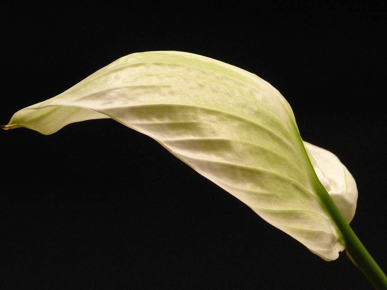 spathiphyllum vaginal sheet leaf free photo