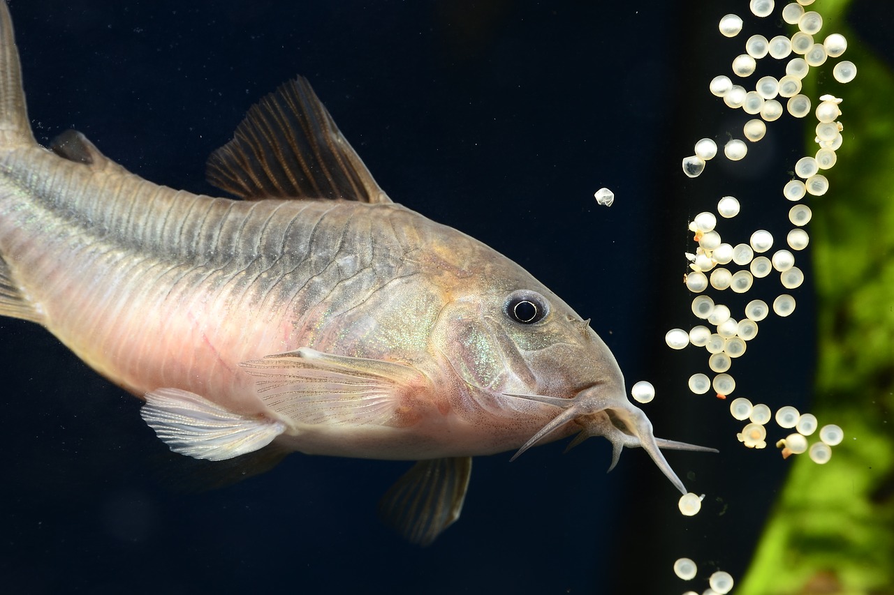 spawning of corydoras  corydora  corydora aeneus free photo