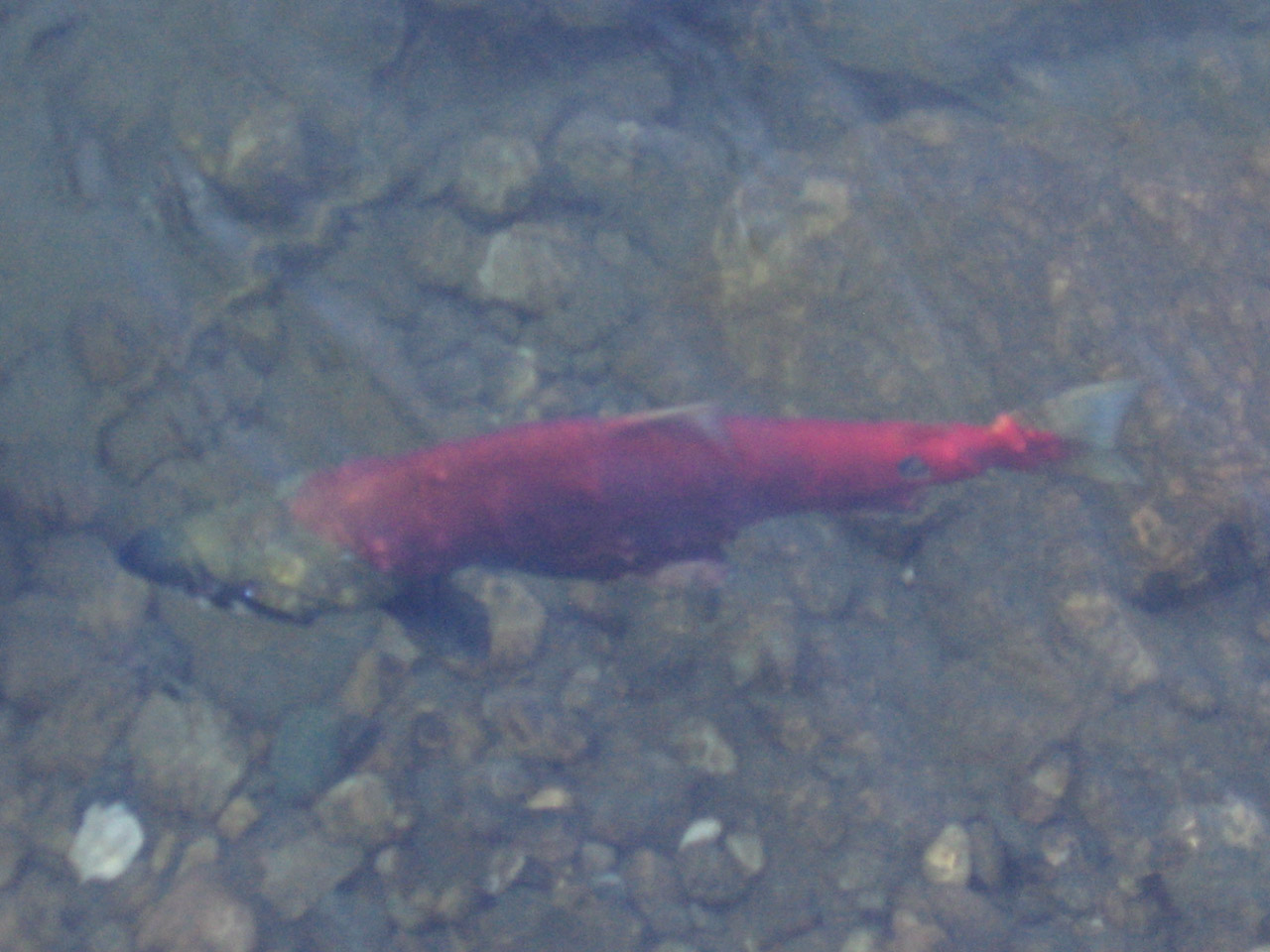 sockeye salmon adams free photo
