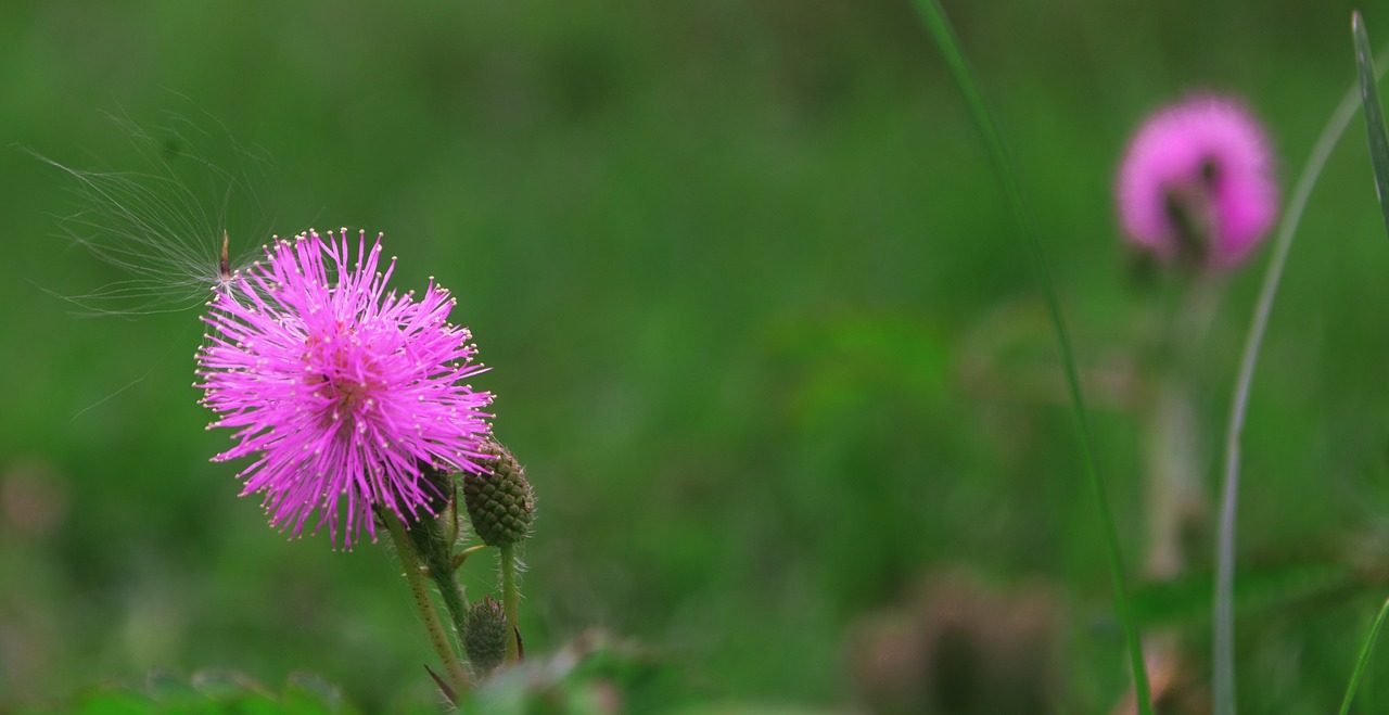 spear thistle  flower  plant free photo