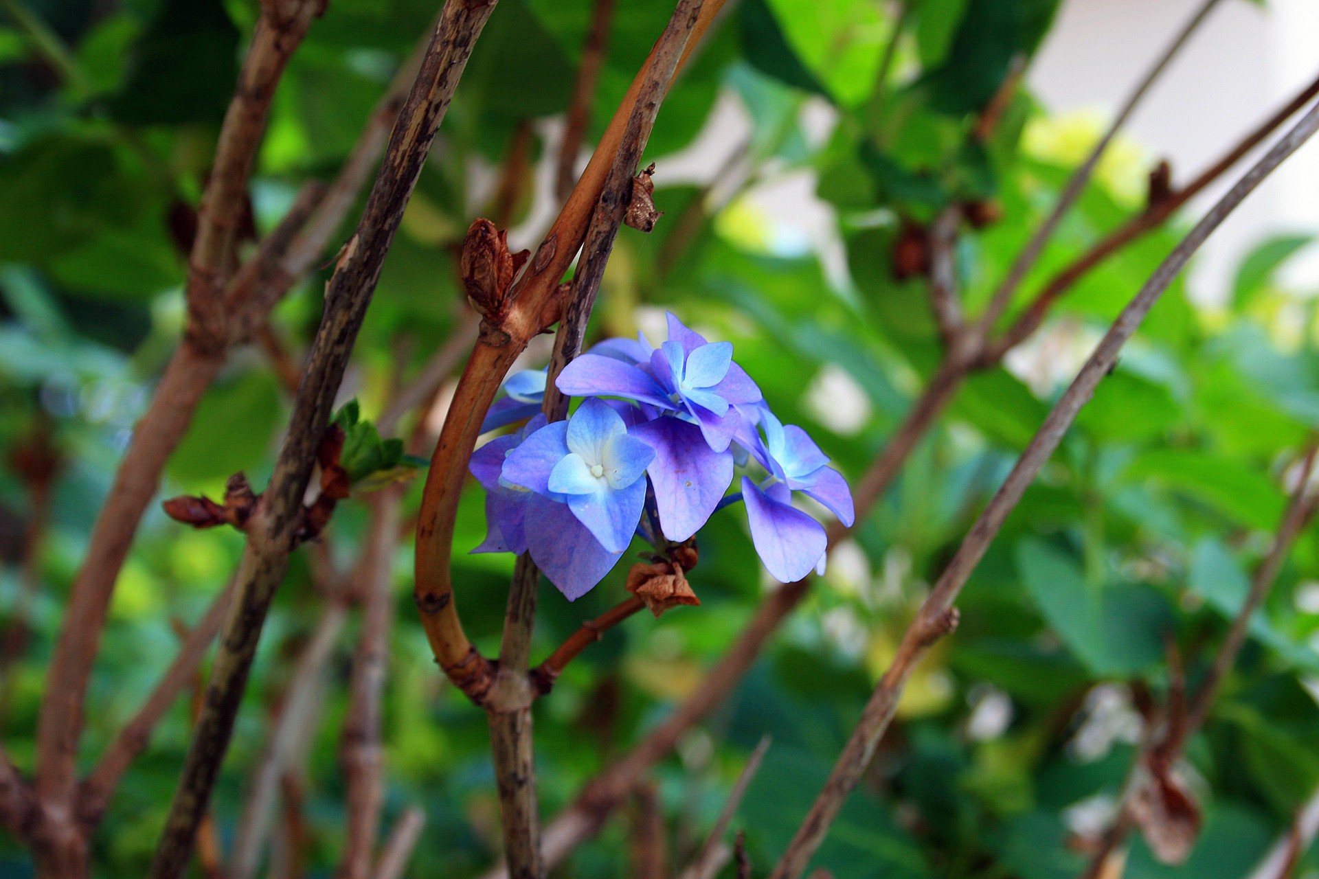 flower blue intense free photo