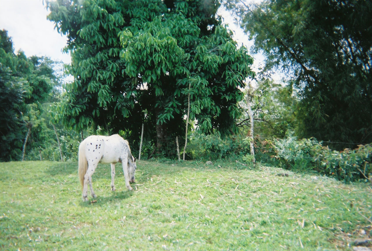 horse jungle jamaica free photo