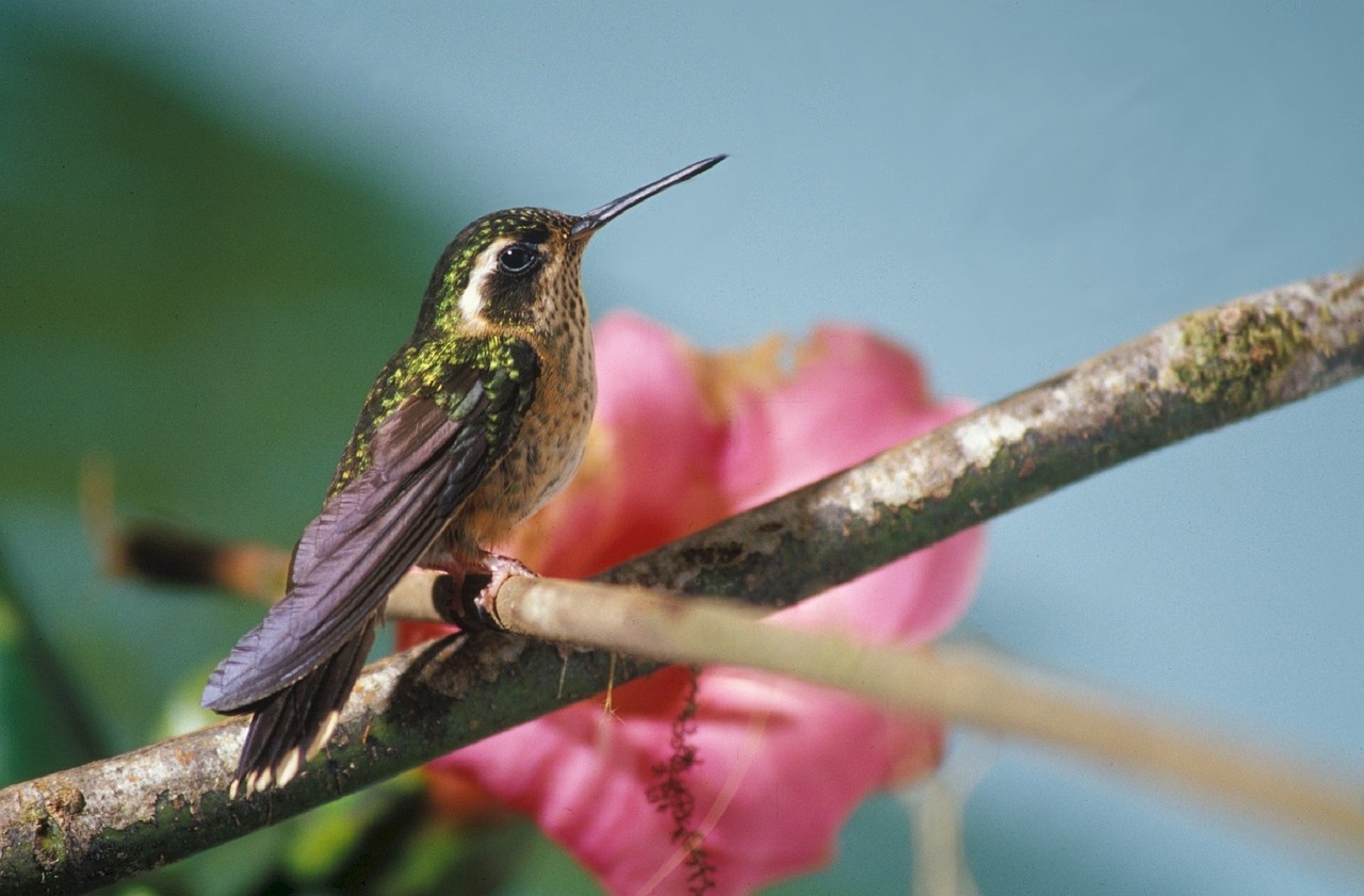 speckled hummingbird bird perched free photo