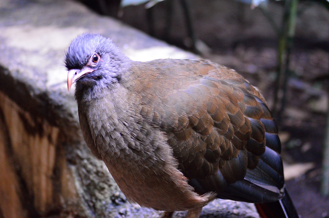 speckled pigeon exotic bird free photo