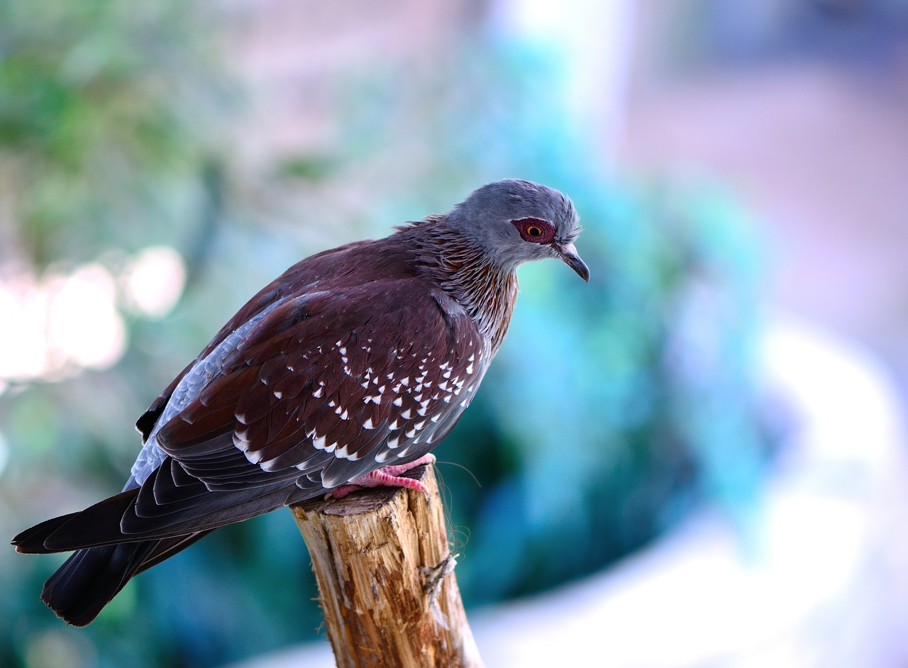 speckled pigeon pigeon bird free photo