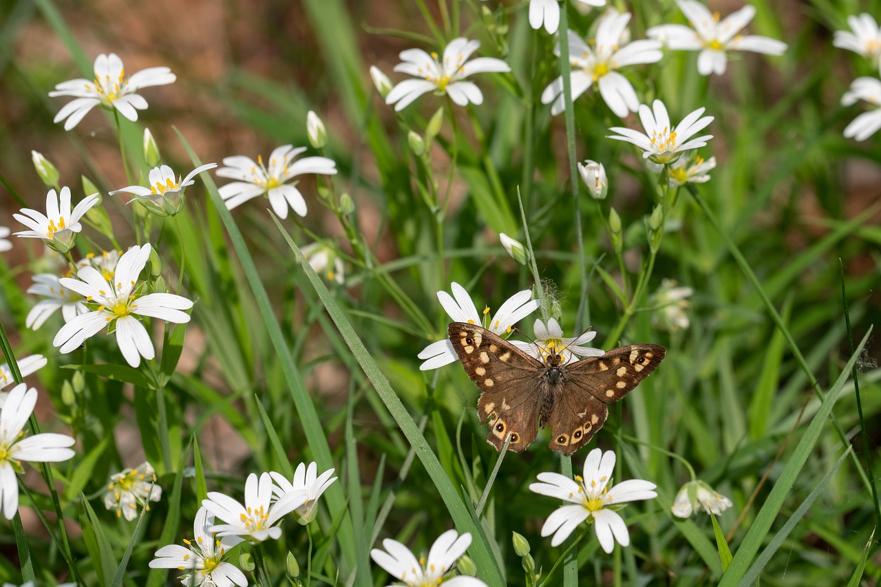 speckled wood  pararge aegeria  butterfly free photo