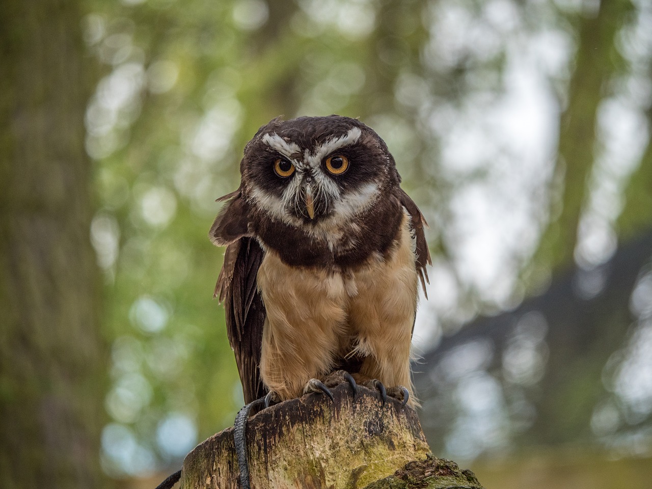 spectacle owl  owl  bird free photo