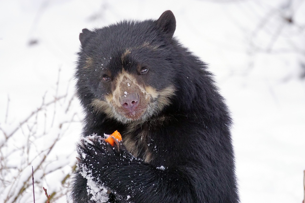 spectacled bear predator food free photo