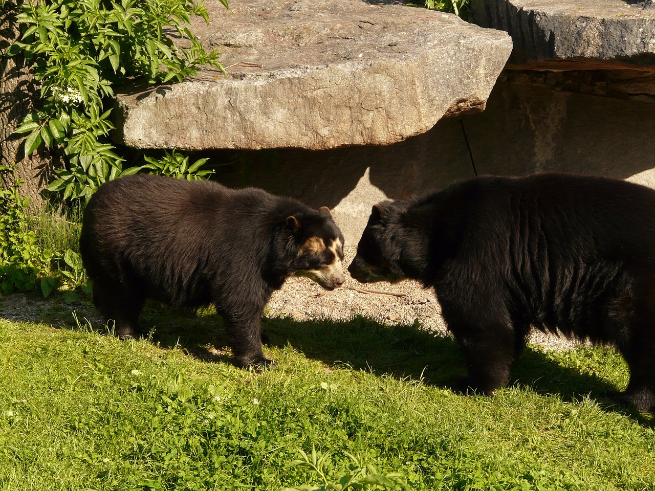 spectacled bear andean bear bear free photo