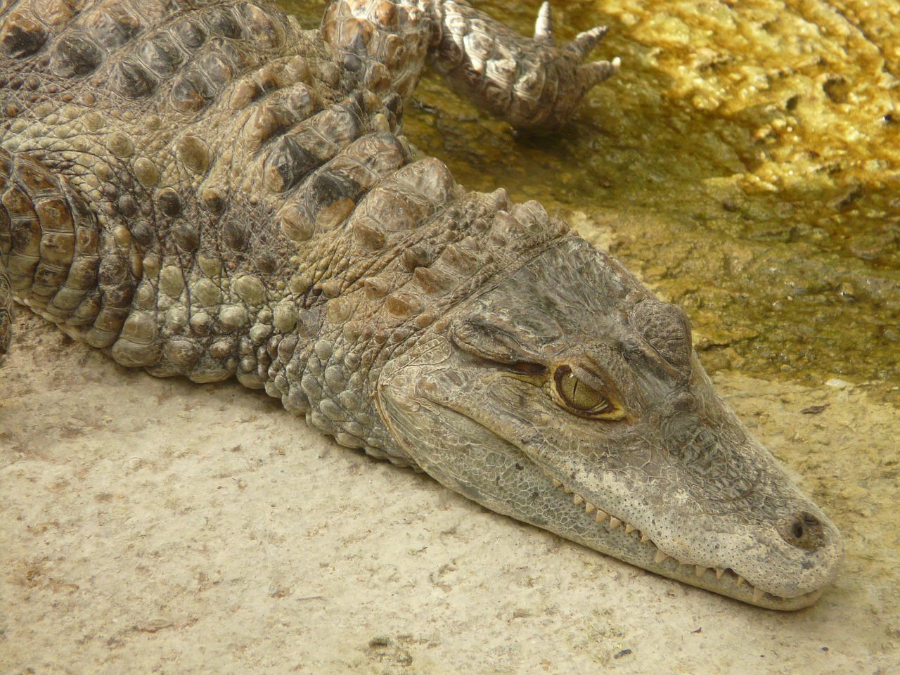 spectacled caiman crocodile yacare caiman free photo
