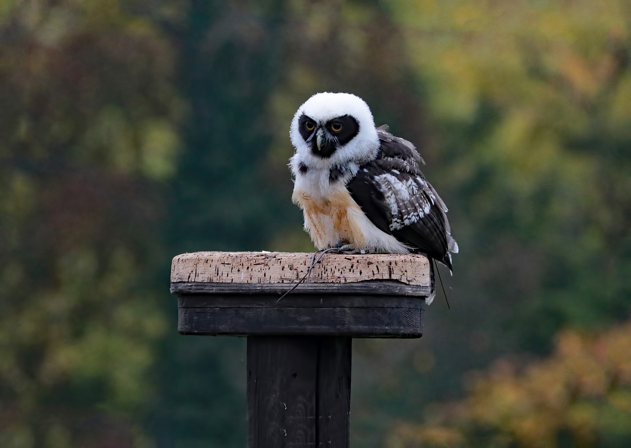 spectacled owl owl bird free photo