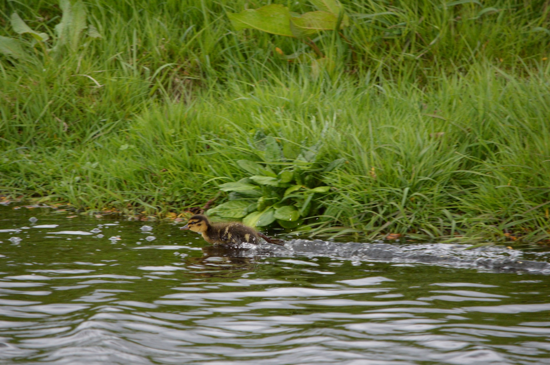 duck water water bird free photo