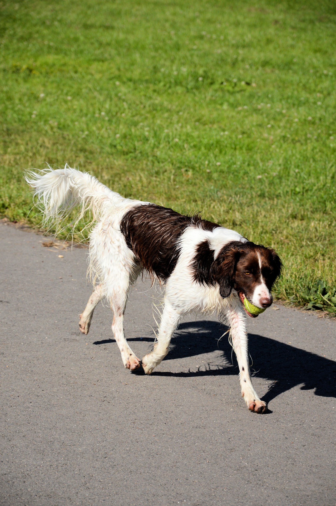 ball beak dog free photo