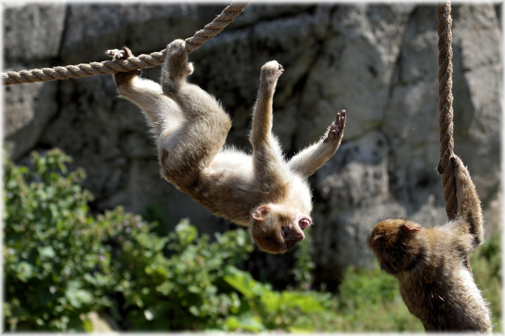 barbary macaque monkey rope free photo
