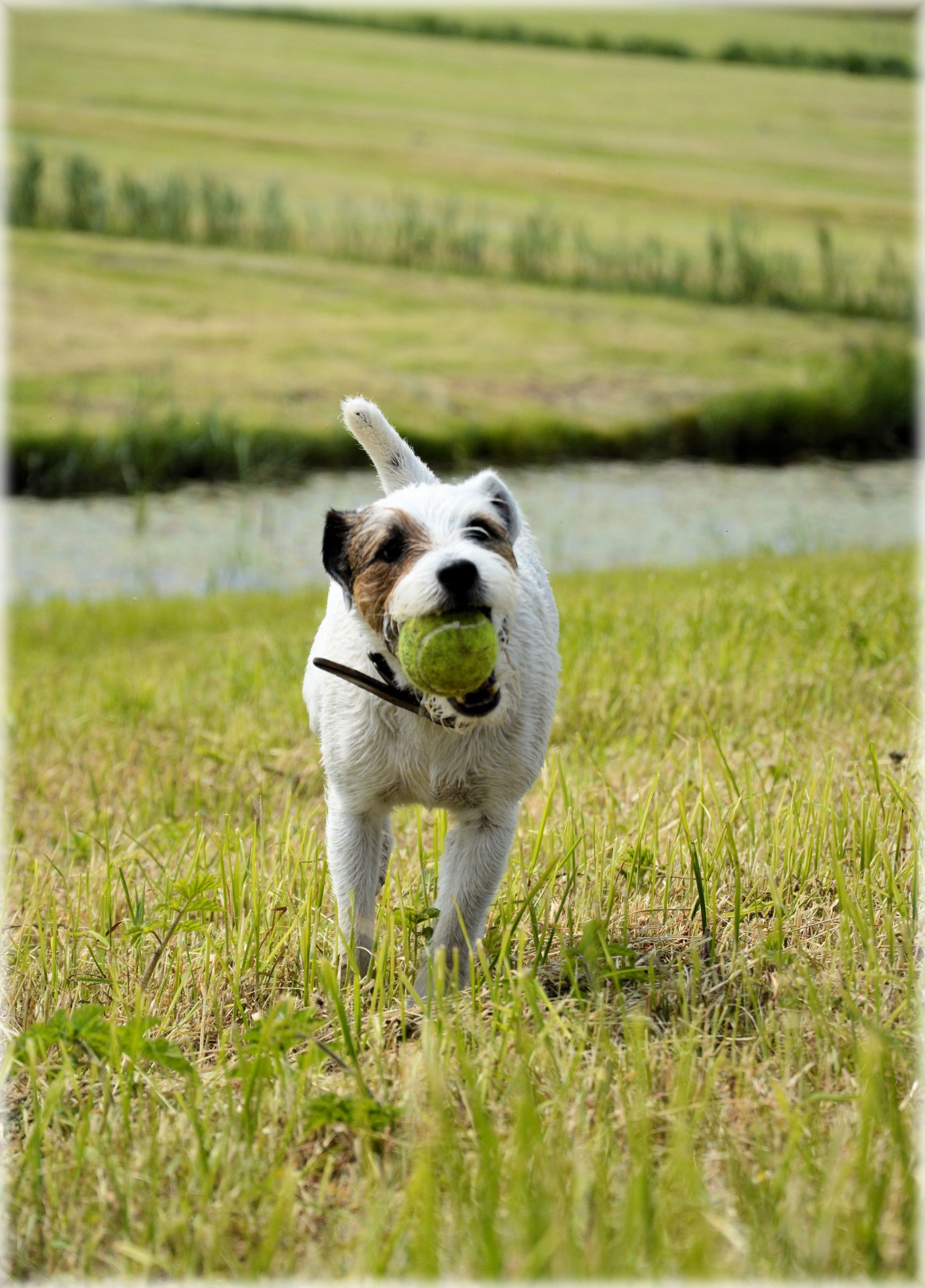 dog pet ball free photo