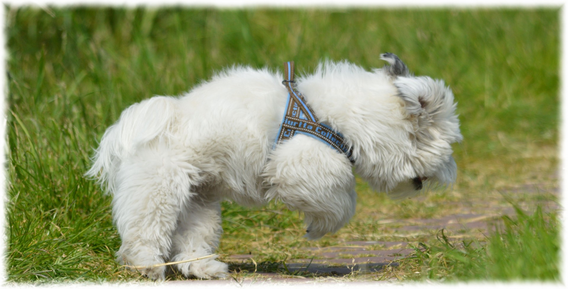 dog poodle pet free photo