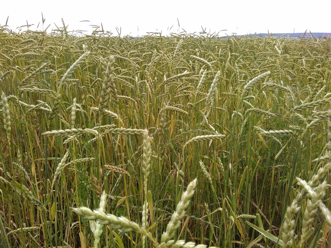 spelt cornfield organic grains free photo