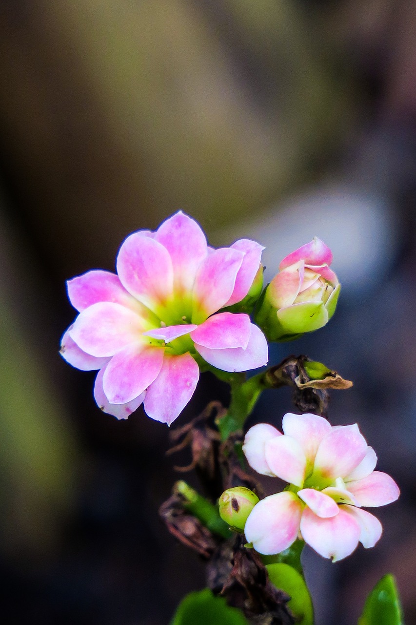 spend long jeon  nature  plant free photo