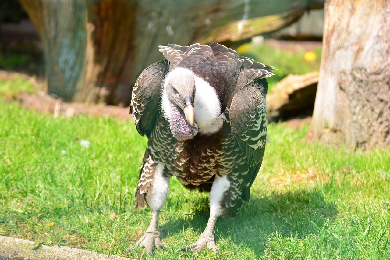 sperber vulture ass eater large free photo