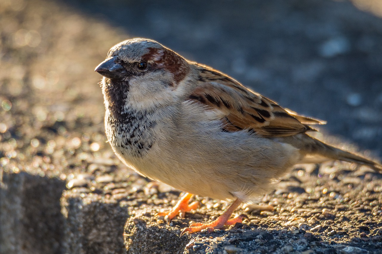 sperling sparrow bird free photo